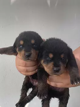 negocios en venta - Rottweiler en venta