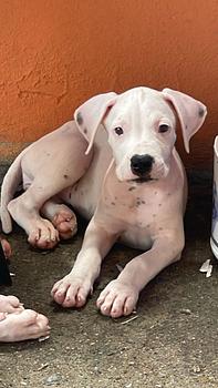 animales y mascotas - dogo argentino 