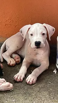 animales y mascotas - dogo argentino 
