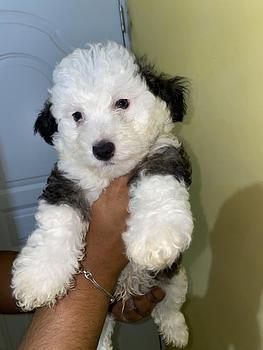 animales y mascotas - shipoo