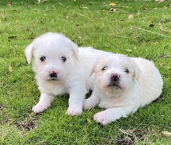 animales y mascotas - Maltipoo hembras