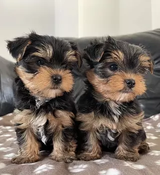 animales y mascotas - Yorkie Toy ❤️ 