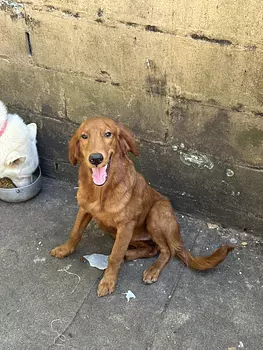 animales y mascotas - Golden Retriever 