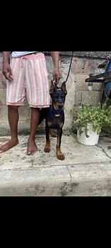 animales y mascotas - doberman 