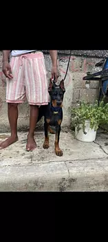 animales y mascotas - doberman 