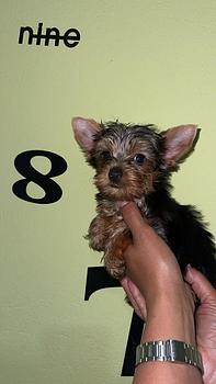 animales y mascotas - OFERTA CACHORRO YORKIE HEMBRA EN SANTO DOMINGO Y S