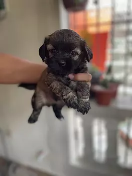 animales y mascotas - Cachorros Chipoo en Venta – 5 Disponibles, ¡Listos para Reservar! 