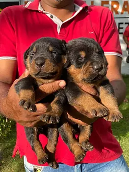 animales y mascotas - rottweiler