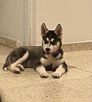 animales y mascotas - Cachorro Husky Hembra