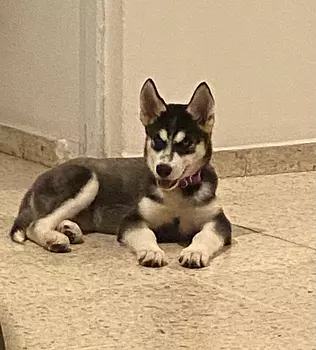 animales y mascotas - Cachorro Husky Hembra