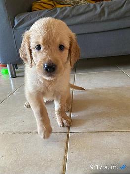 animales y mascotas - Lindas tiernas y adorables cachorras Golden Retriever disponibles 