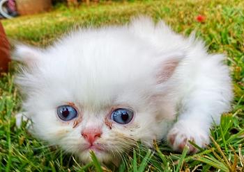 animales y mascotas - GATOS PERSA Puros y Adorables Listos Para Entrega