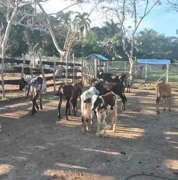 solares y terrenos - Finca Ganadera en Monte con 363 tareas Sabana Grande de Boya