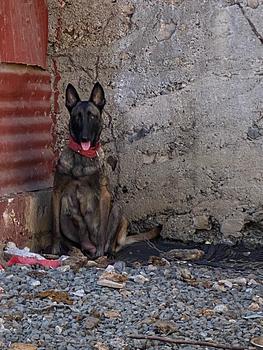 animales y mascotas - pastor aleman belga malinois