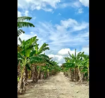 solares y terrenos - Finca 571 Tareas en Maguey, Villa Tapia