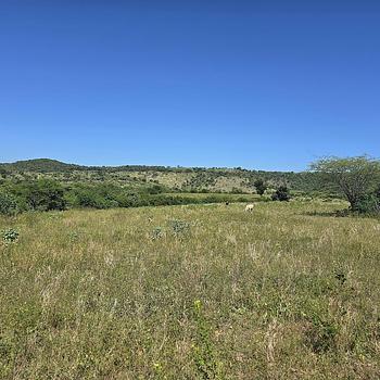 solares y terrenos - Terreno agrícola