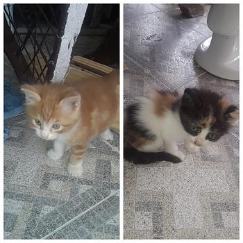 animales y mascotas - Gaticos disponibles para adopción 