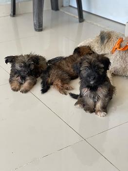 animales y mascotas - Yorkipud