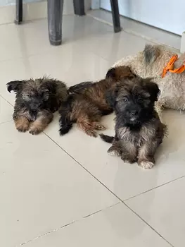 animales y mascotas - Yorkipud
