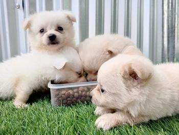 animales y mascotas - Pomerania Toy