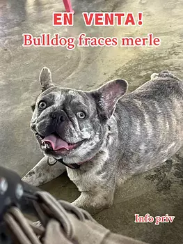 animales y mascotas - Bulldog Frances Merle Hembra