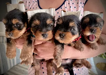 animales y mascotas - Cachorros Yorkie terrier 