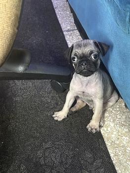 animales y mascotas - puf macho vacunado y desparasitado oferta 