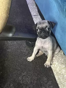 animales y mascotas - puf macho vacunado y desparasitado oferta 
