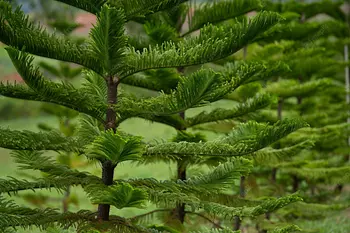 servicios profesionales - Alquiler de Plantas para Eventos