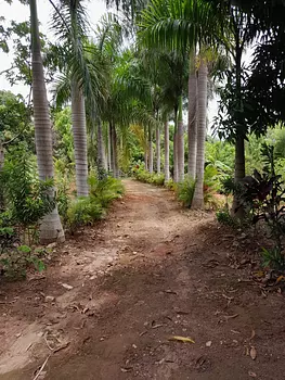 solares y terrenos - Vendo Finca en Pedro Bran