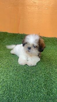 animales y mascotas - OFERTA CACHORRO SHIH TZU HEMBRA EN SANTO DOMINGO Y