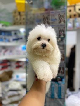 animales y mascotas - OFERTA CACHORRO MALTES MACHO SE ENTREGA CON TODO A