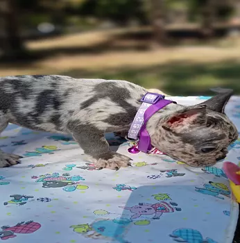 animales y mascotas - bulldog francés  hembra exótica entrega inmediata