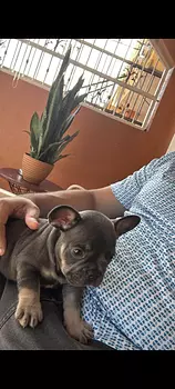 animales y mascotas - Vendo mi Bulldog Francés con Pedigree 