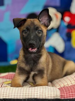 animales y mascotas - OFERTA CACHORRO PASTOR MALINOIS HEMBRA EN SANTO DO