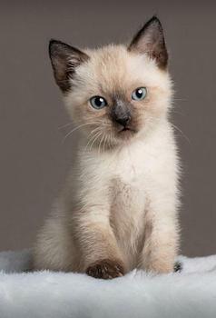 animales y mascotas - Gatos siames hembras y machos puro disponibles. Siamés, cat, mascotas, mininos