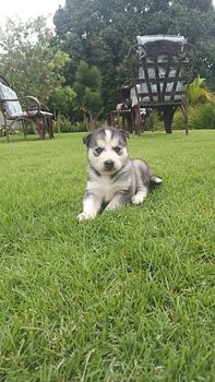 animales y mascotas - Cachorro Husky.