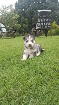 animales y mascotas - Cachorro Husky.