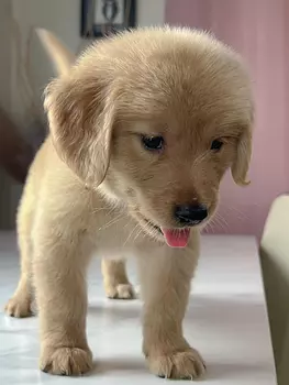 animales y mascotas - OFERTA CACHORRO GOLDEN RETRIEVER EN SANTO DOMINGO 