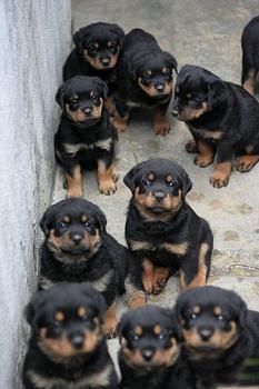animales y mascotas - Rottweiler 🔥 