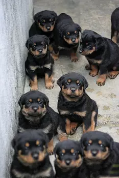animales y mascotas - Rottweiler 🔥 