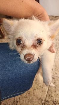 animales y mascotas - Chihuahua mariposa