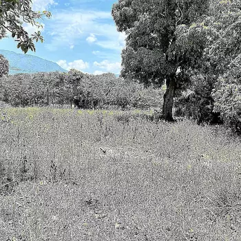 solares y terrenos - VENDO SOLAR EN JARABACOA