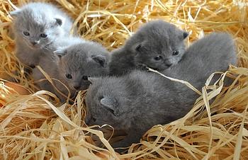 animales y mascotas - gato chartrew frances
