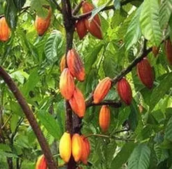 solares y terrenos - Finca de 4075 tareas en Cibao de Cacao 