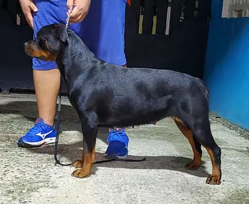 animales y mascotas - rottweiler