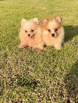 animales y mascotas - Pomerania 