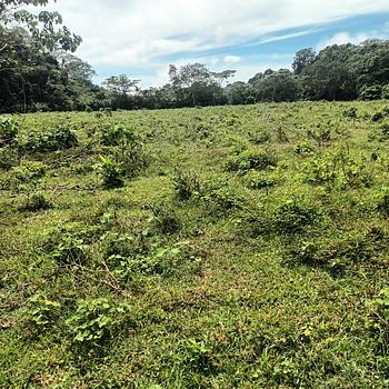 solares y terrenos - Finca en Bayaguana