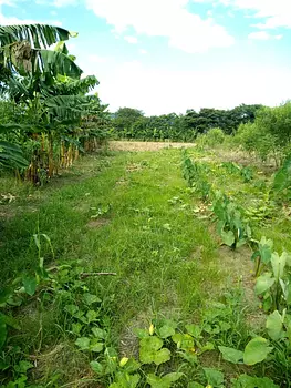 solares y terrenos - Finca en Rancho Arriba en San José de Ocoa