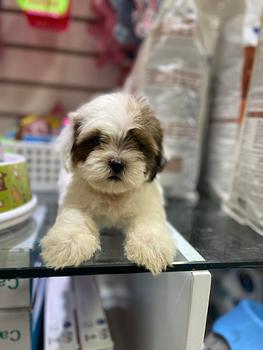 animales y mascotas - OFERTA CACHORRO SHIPOO MACHO EN SANTO DOMINGO Y TO